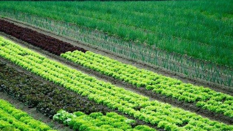 连栋温室安装费每平米：揭秘影响成本的关键因素