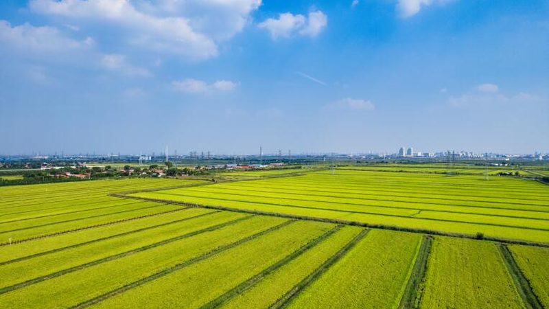 农资批发与零售退货政策：差异解析与选择指南