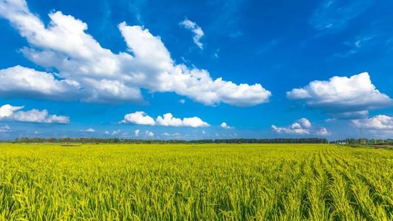种植成本预算：如何科学预测利润**