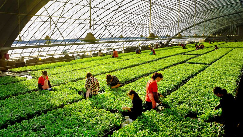 有机蔬菜与普通蔬菜：保存时长大揭秘