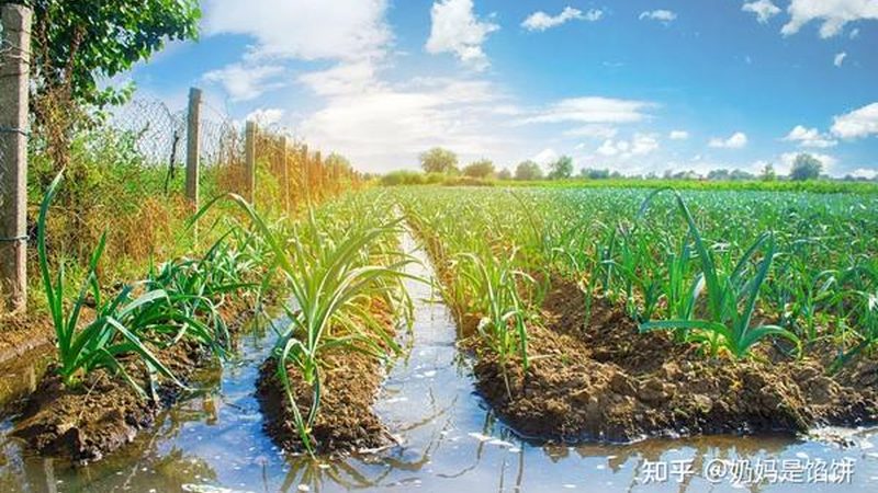 四川农业推广站：连接田间与科技的桥梁